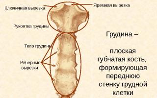 Anatómia a štruktúra hrudníka